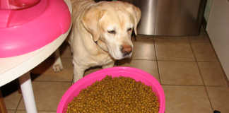 Labrador Retriever Food