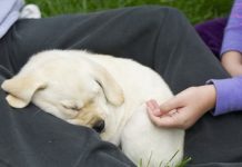 Labrador Retriever Puppy