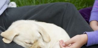 Labrador Retriever Puppy