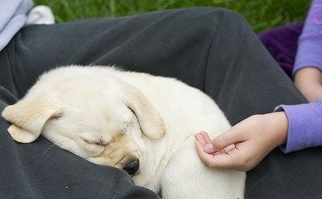 Labrador Retriever Puppy