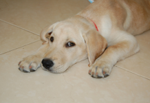 Labrador Retriever Health