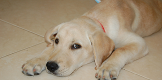 Labrador Retriever Health