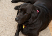 Labrador Retriever Health