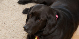 Labrador Retriever Health
