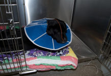 Labrador Retriever Health