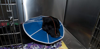 Labrador Retriever Health