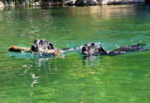 Labrador Retriever Training