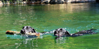 Labrador Retriever Training