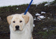 Labrador Retriever Training