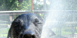 Labrador Retriever