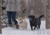 Labrador retriever dog
