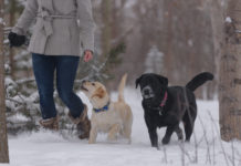 Labrador retriever dog