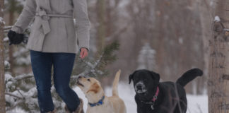 Labrador retriever dog