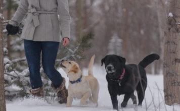 Labrador retriever dog