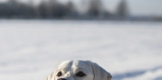Labrador retriever club
