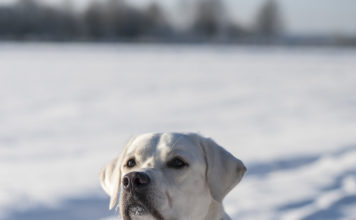Labrador retriever club