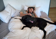 Labrador retriever traits