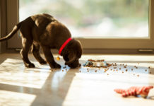 Labrador food