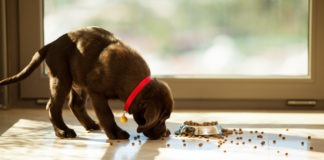 Labrador food
