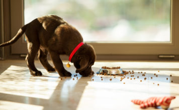 Labrador food