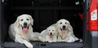Labrador retriever dog