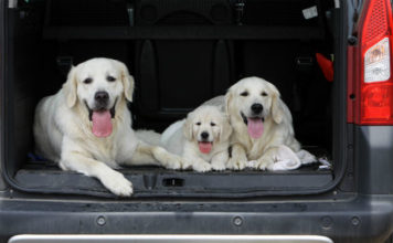 Labrador retriever dog