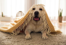 Labrador breeds
