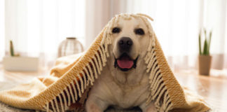 Labrador breeds