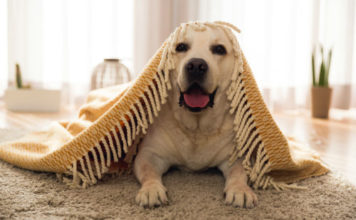 Labrador breeds