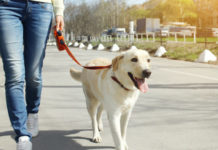 Labrador training