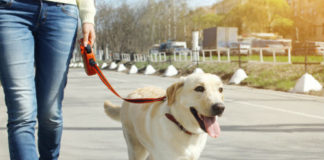 Labrador training