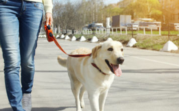 Labrador training