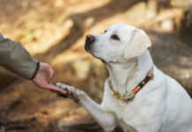 Labrador training