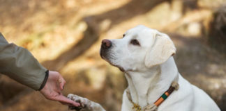 Labrador training