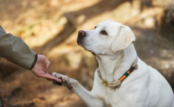 Labrador training