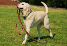 Labrador information