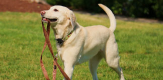 Labrador information