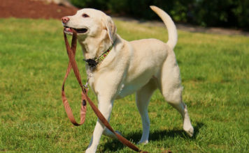 Labrador information