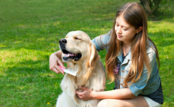 Labrador retriever facts