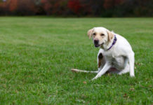 Labrador information
