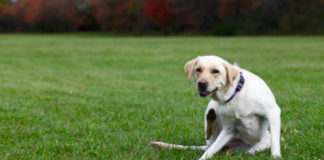 Labrador information