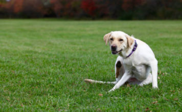 Labrador information