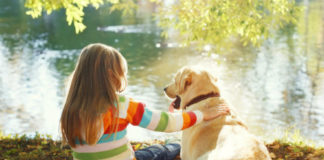Labrador retriever dog