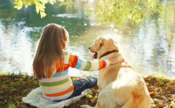 Labrador retriever dog
