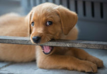 Labrador training
