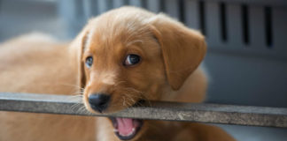 Labrador training