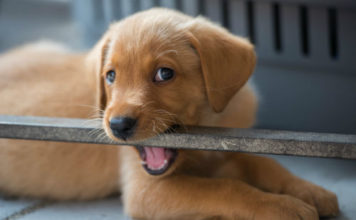 Labrador training