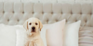 American labrador retriever