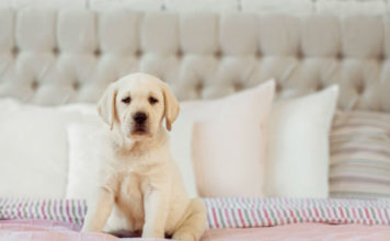 American labrador retriever