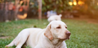 Labrador Retriever Diet